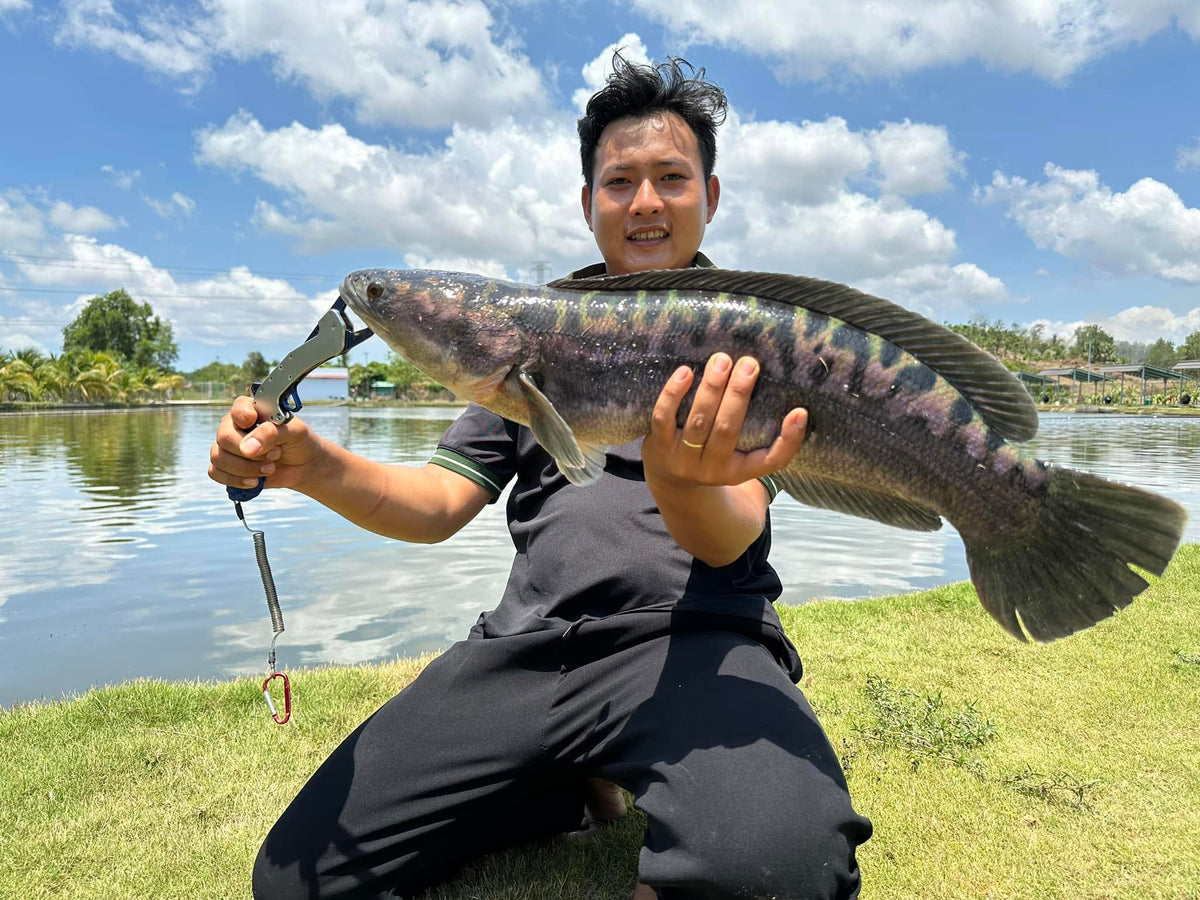 Fishing Trip / Tour (Giant Freshwater Fishing in Vietnam)