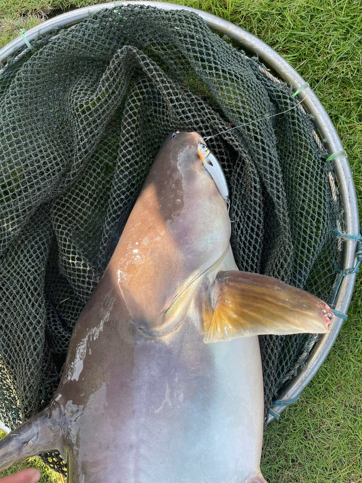 Fishing Trip / Tour (Giant Freshwater Fishing in Vietnam)